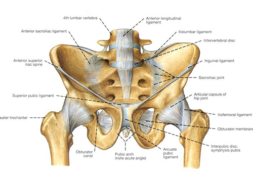 pelvis-1